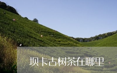 坝卡古树茶在哪里/2023032669391