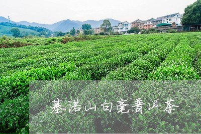 基诺山白毫普洱茶/2023031789414