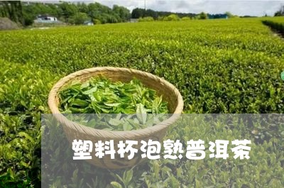 塑料杯泡熟普洱茶/2023033104071