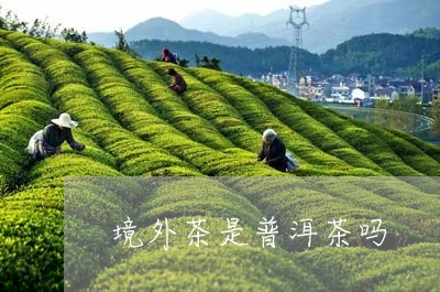 境外茶是普洱茶吗/2023031617003