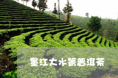 墨江大水箐普洱茶/2023031621613