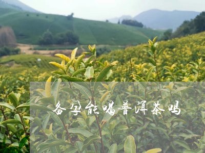 备孕能喝普洱茶吗/2023041315046