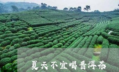 夏天不宜喝普洱茶/2023040950591