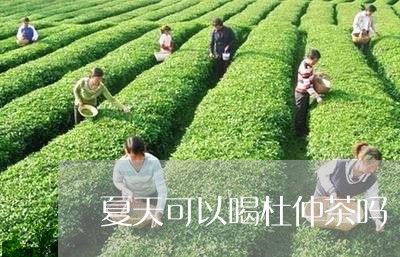 夏天可以喝杜仲茶吗/2023031847160