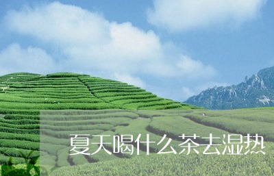 夏天喝什么茶去湿热/2023041524725