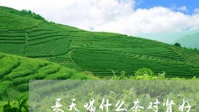 夏天喝什么茶对肾好/2023041515158