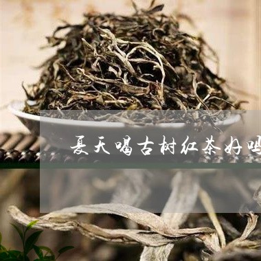 夏天喝古树红茶好吗/2023041751584