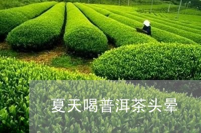 夏天喝普洱茶头晕/2023041352028