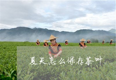 夏天怎么保存茶叶/2023032798071