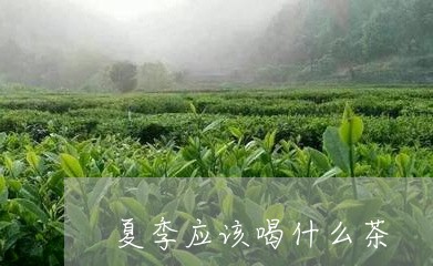 夏季应该喝什么茶/2023031771837