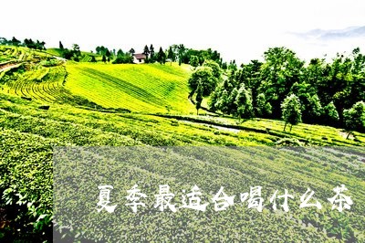 夏季最适合喝什么茶/2023031904838