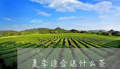 夏季适合送什么茶/2023032356361