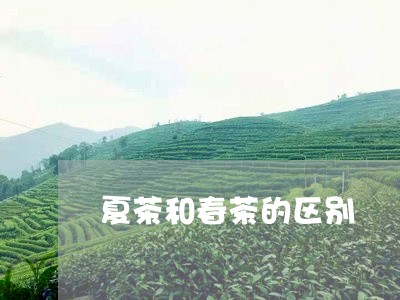 夏茶和春茶的区别/2023032520482