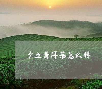 夕立普洱茶怎么样/2023033106294