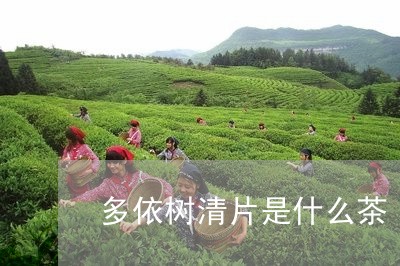 多依树清片是什么茶/2023031999482