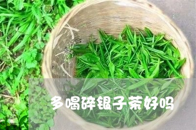 多喝碎银子茶好吗/2023032442502