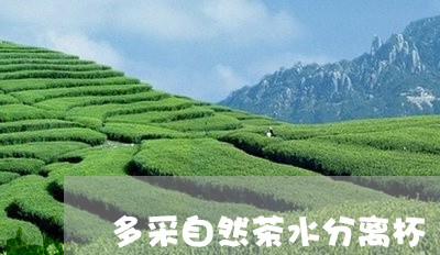 多采自然茶水分离杯/2023031925241