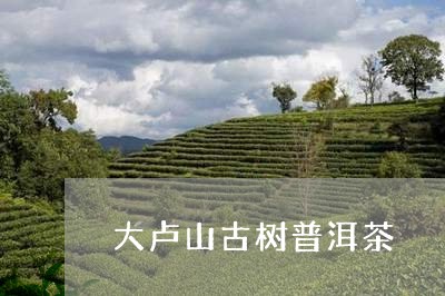 大卢山古树普洱茶/2023041314158