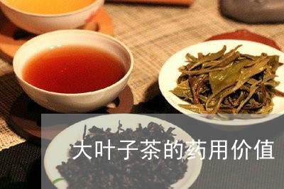 大叶子茶的药用价值/2023032186361