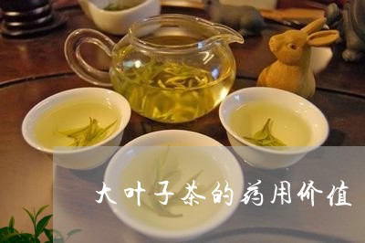 大叶子茶的药用价值/2023041720481