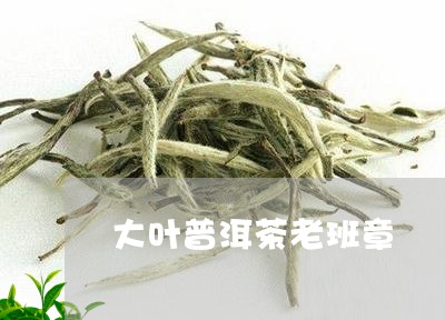 大叶普洱茶老班章/2023031719561