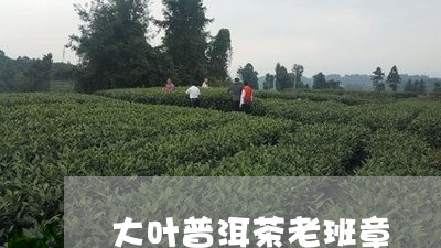 大叶普洱茶老班章/2023041246673