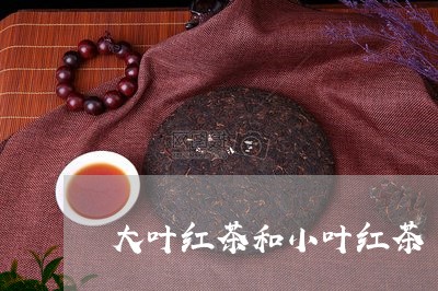 大叶红茶和小叶红茶/2023041547072