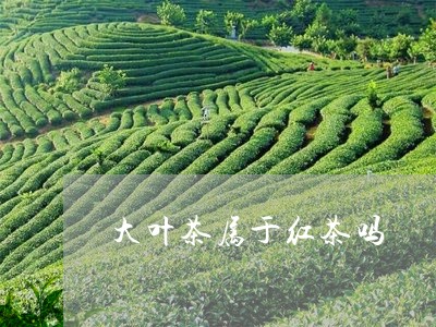 大叶茶属于红茶吗/2023032358461