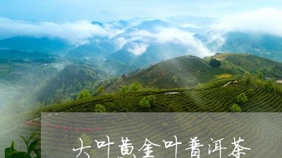 大叶黄金叶普洱茶/2023031662926