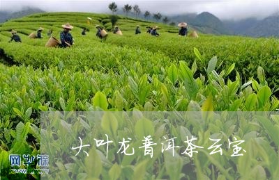 大叶龙普洱茶云宝/2023033123949