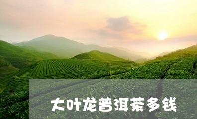 大叶龙普洱茶多钱/2023031705847