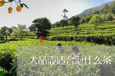 大品壶适合泡什么茶/2023041592839