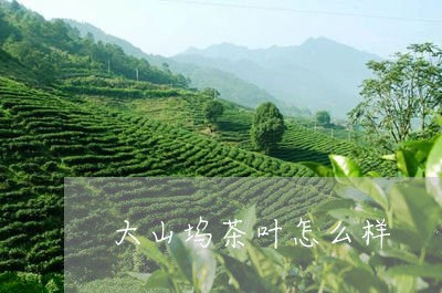 大山坞茶叶怎么样/2023032770382