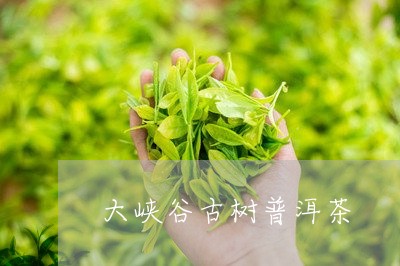 大峡谷古树普洱茶/2023033114036