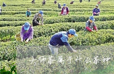 大师茶属于什么茶种/2023031953946