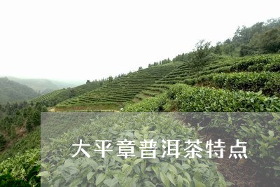 大平章普洱茶特点/2023041035140