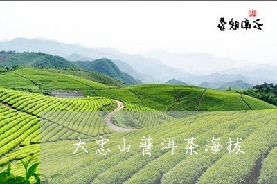 大忠山普洱茶海拔/2023040178502