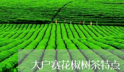 大户赛花椒树茶特点/2023041559495