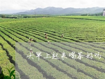 大早上起来喝茶好吗/2023041659706