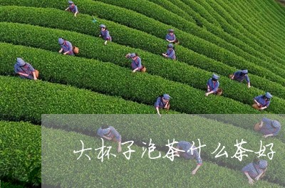 大杯子泡茶什么茶好/2023032042694