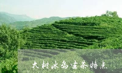 大树冰岛生茶特点/2023032816038