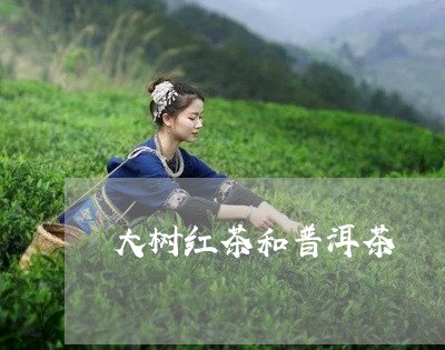 大树红茶和普洱茶/2023041272614