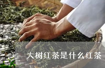 大树红茶是什么红茶/2023041547562