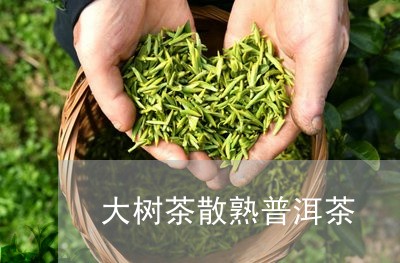 大树茶散熟普洱茶/2023031693961