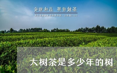 大树茶是多少年的树/2023032006026