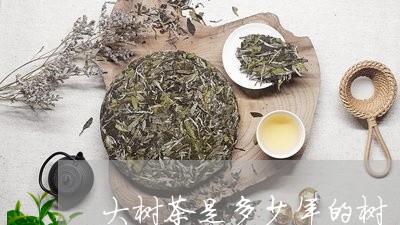 大树茶是多少年的树/2023041649415