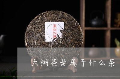 大树茶是属于什么茶/2023041616272