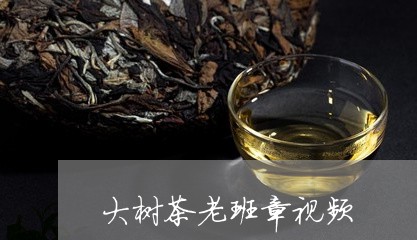 大树茶老班章视频/2023032879725