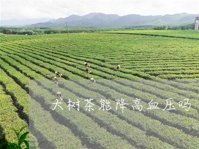 大树茶能降高血压吗/2023032089594