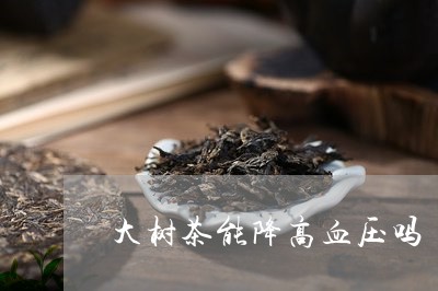 大树茶能降高血压吗/2023041649716